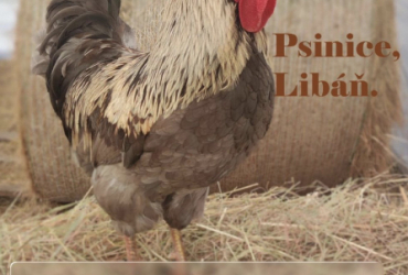 Jarní Jarmark - Zahrady Psinice 