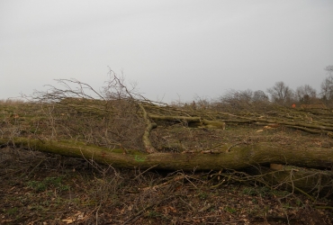 Úklid pokáceného dřeva