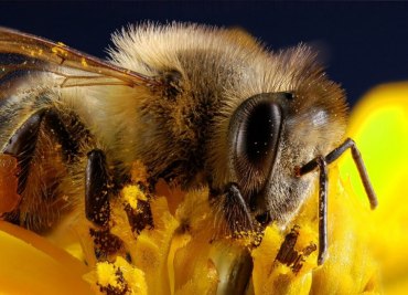 Přednáška o včelách