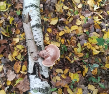 Říjen v naší školce 2019